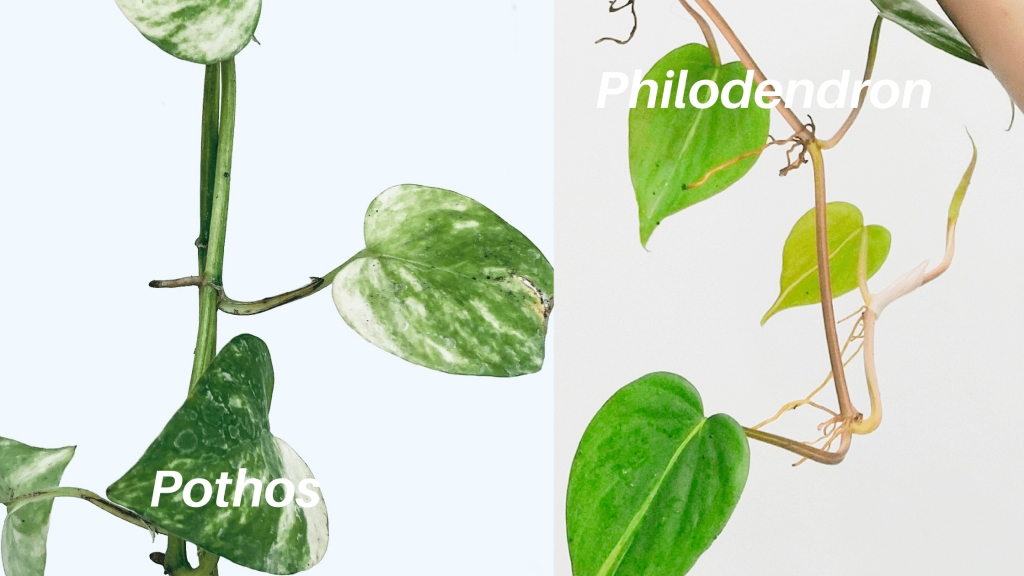 pothos vs philodendron plant