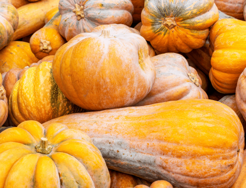 A Complete Guide On How To Cure And Store Winter Squash