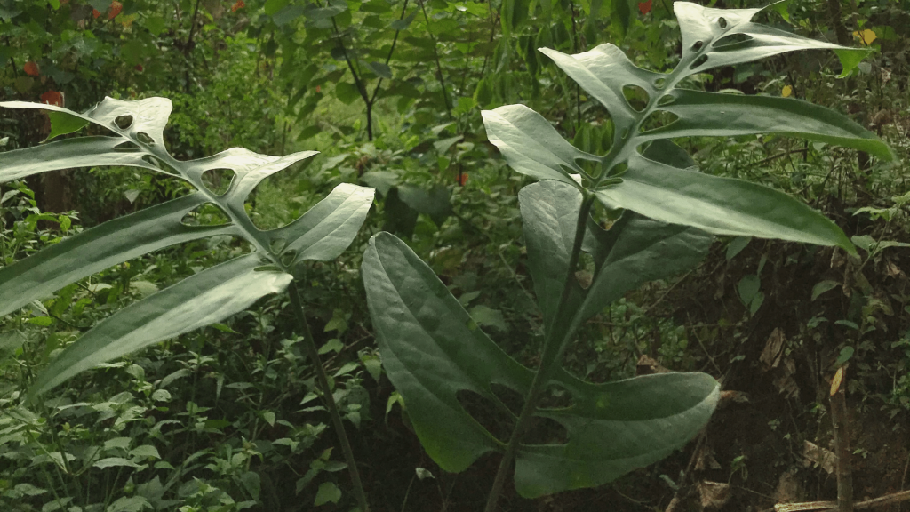 Details about   2 Plants Amydrium Medium Silver Borneo Endemic REAL PICT Silver Hero Treubii 