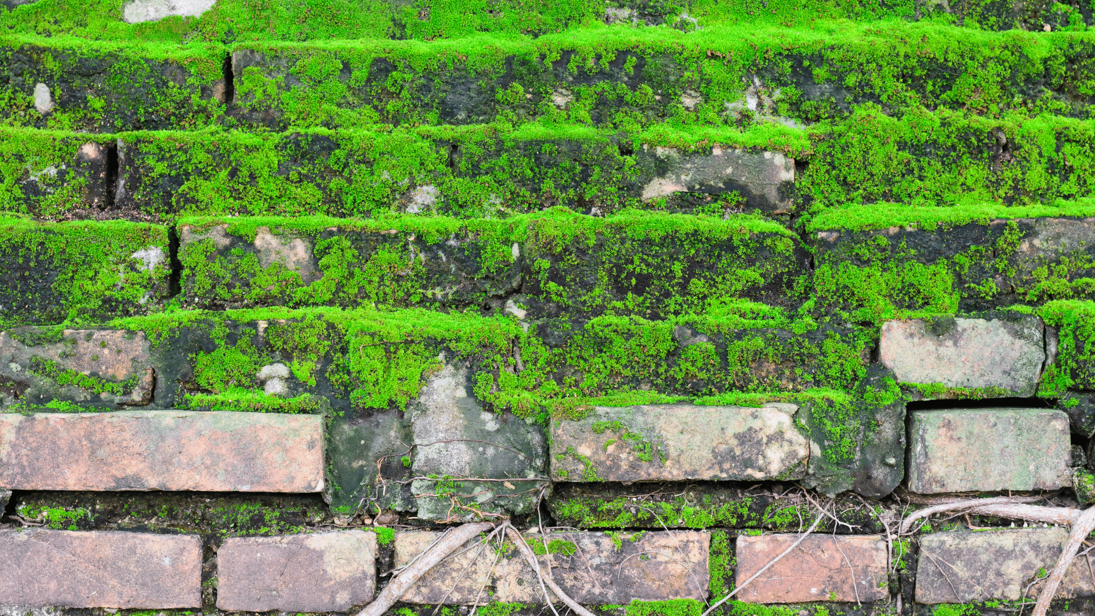 DIY Moss Wall