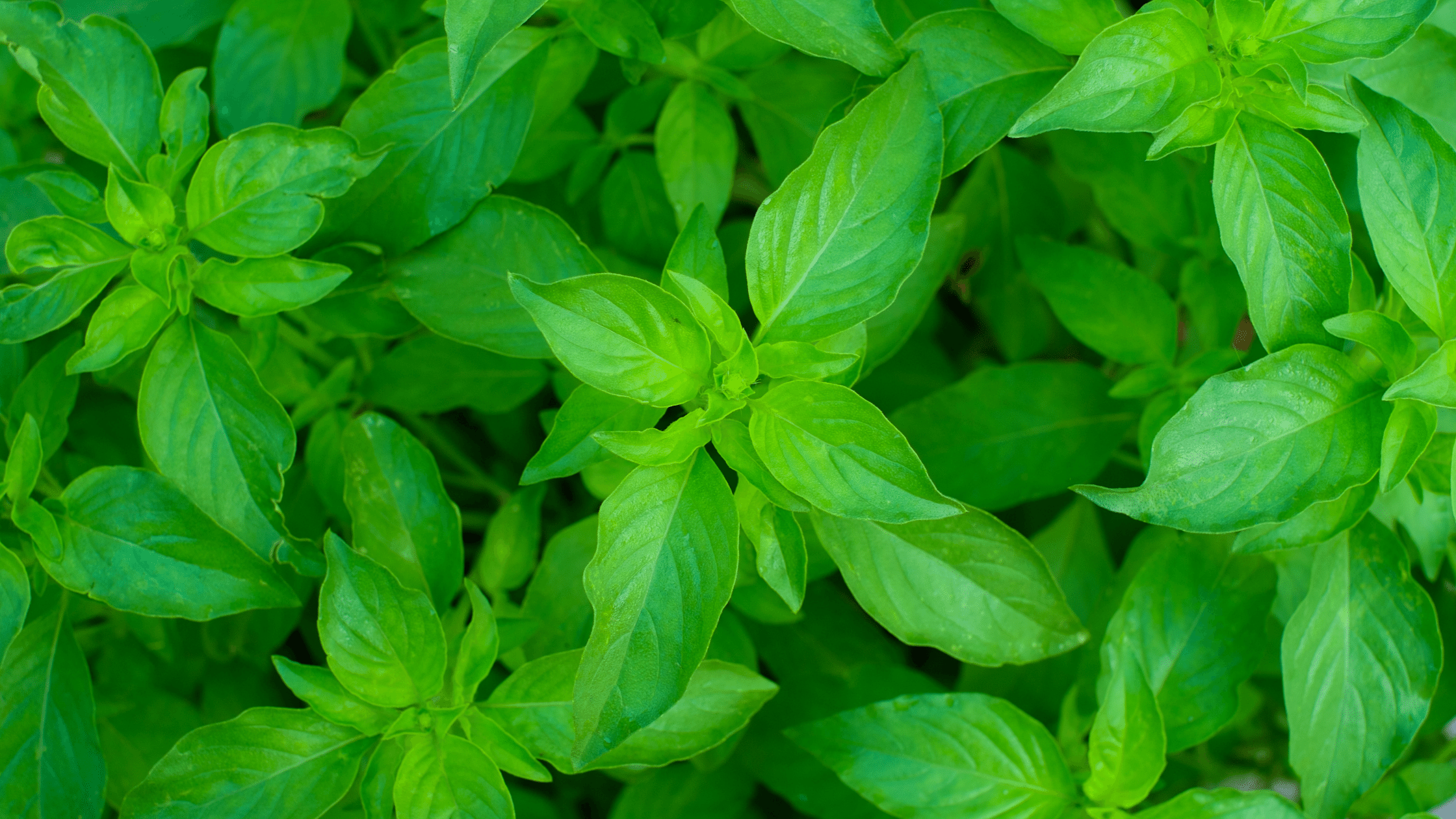 How to grow Basil from seed