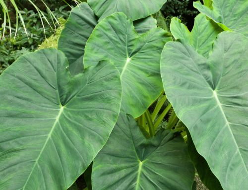 Philodendron Splendid: Complete Care Guide