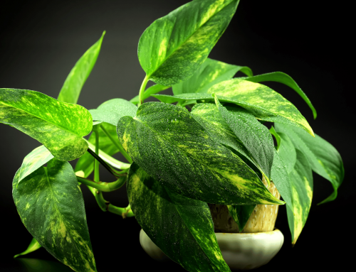 Repotting Pothos: How and when to repot Pothos?