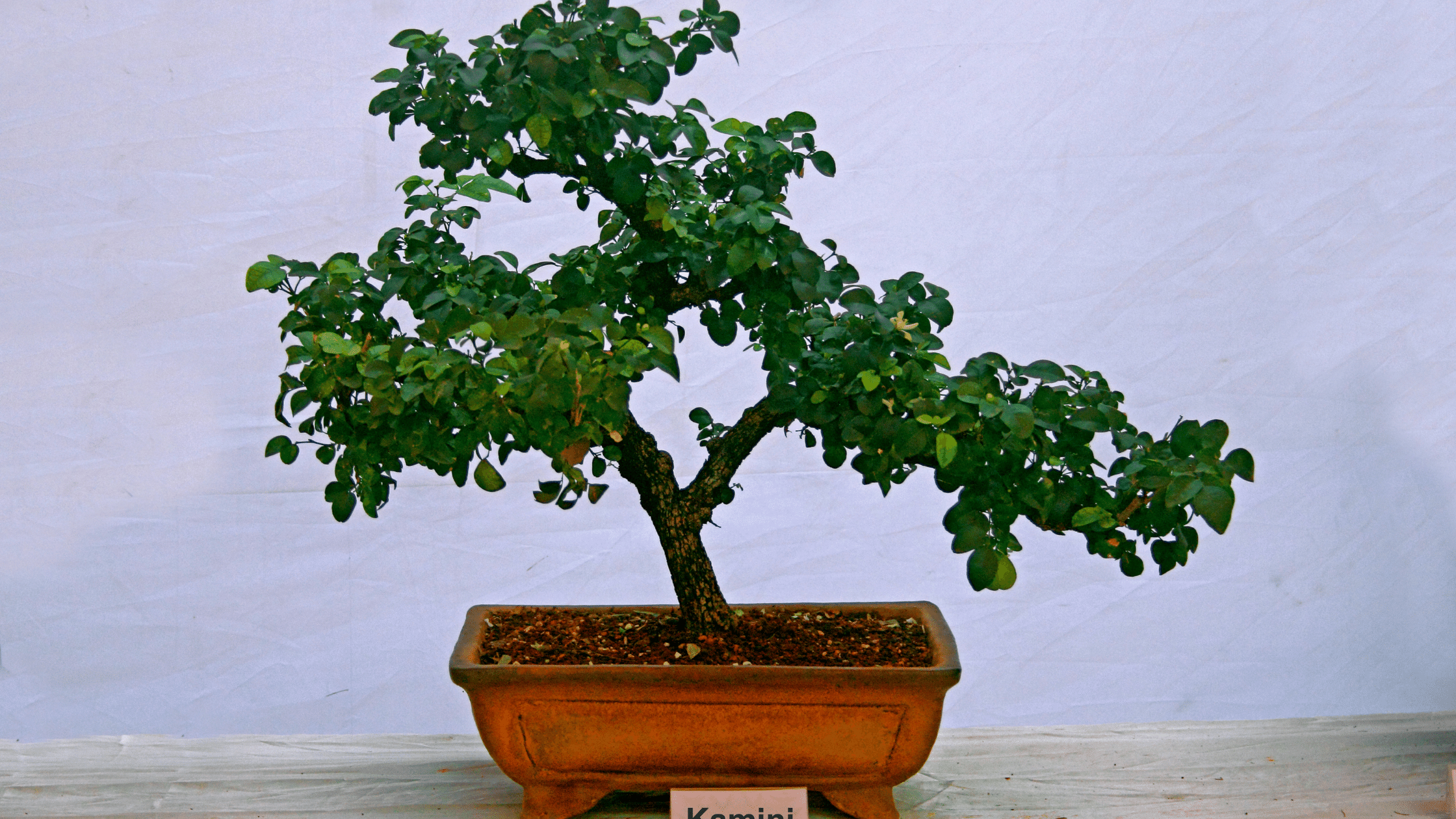 Table Kamini Plant