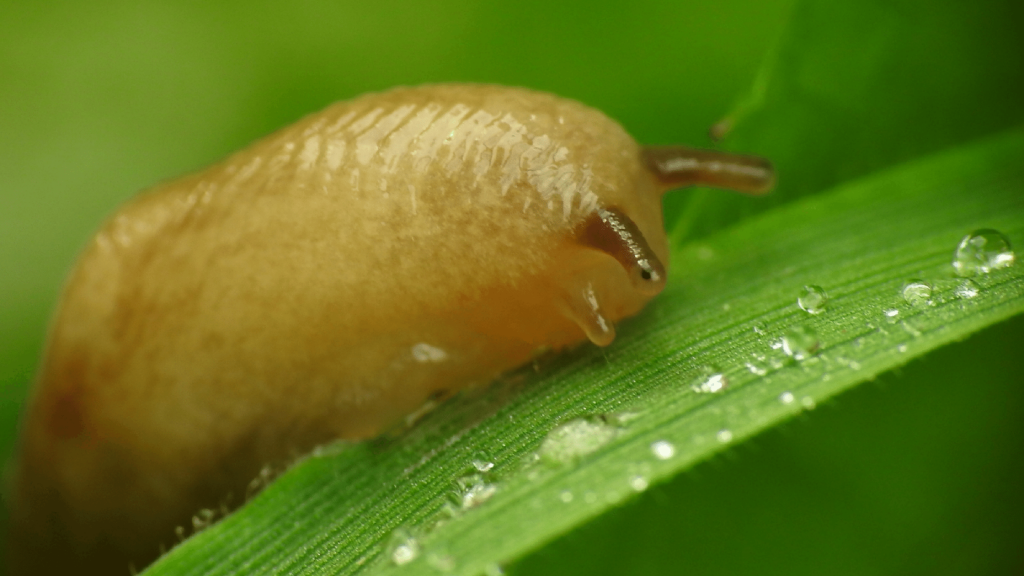 does slug eat plants