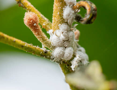 Complete Guide On How to Get Rid of Mealybugs?