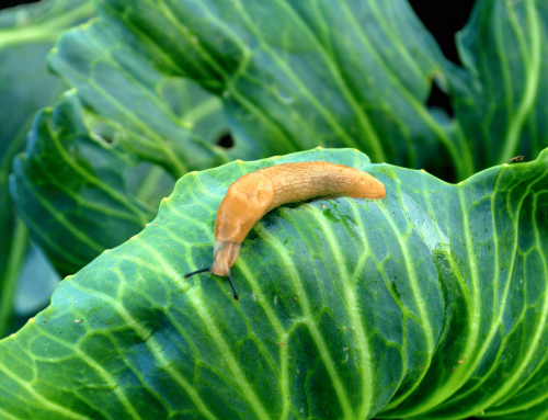 How To Get Rid Of Slugs? Best Natural Ways