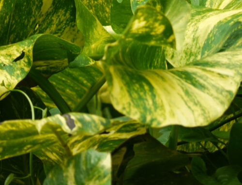 Why Pothos Leaves Are Turning Yellow?