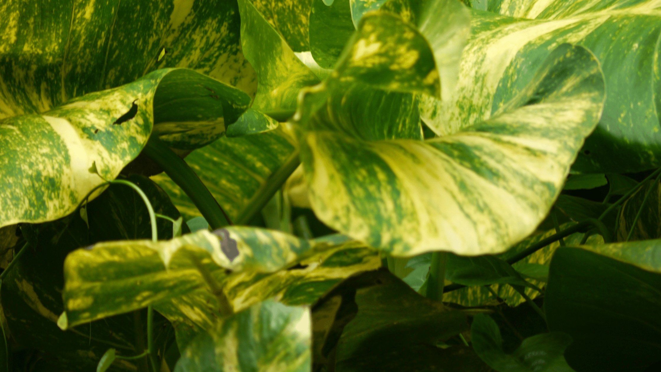 pothos leaves turning yellow