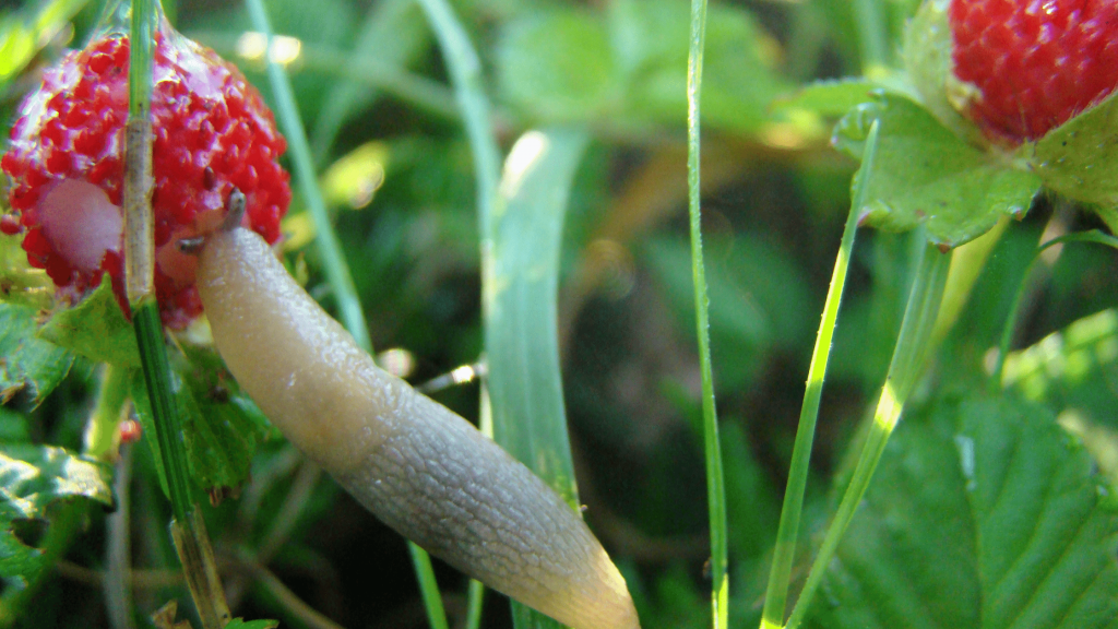 slugs in garden