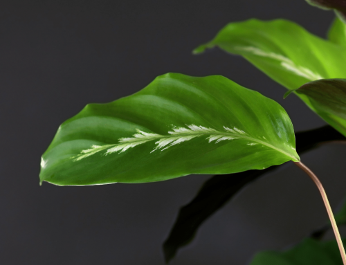How To Care Calathea Maui Queen? Care Guide For Starters