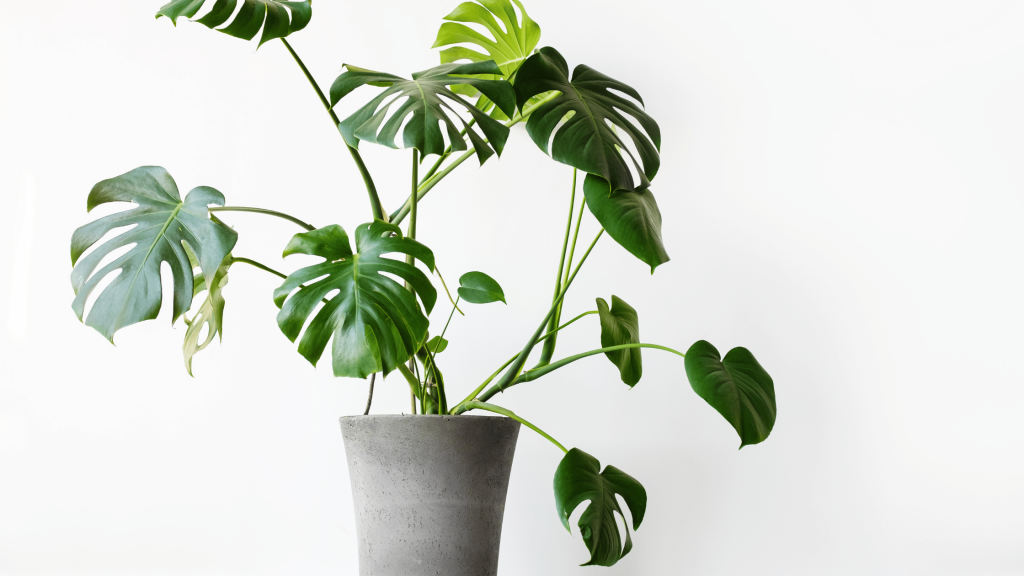 how to repot a monstera

