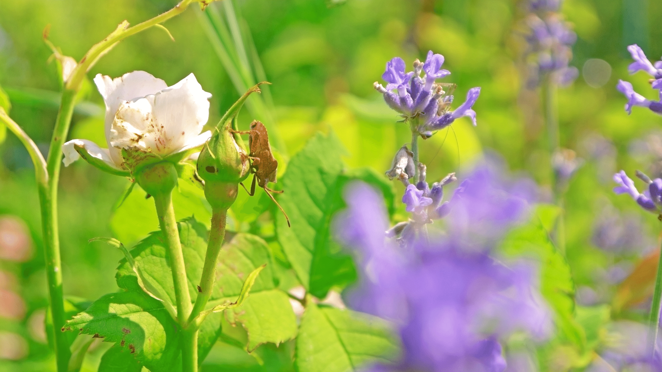 natural bug repellent for plants