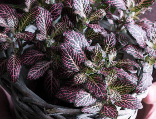 Fittonia Care And Growing Guide