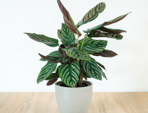 What Are The Best Calathea Varieties To Grow?