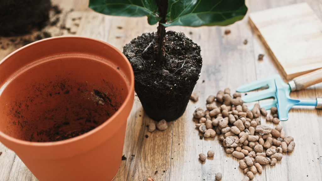How to repot fiddle leaf fig
