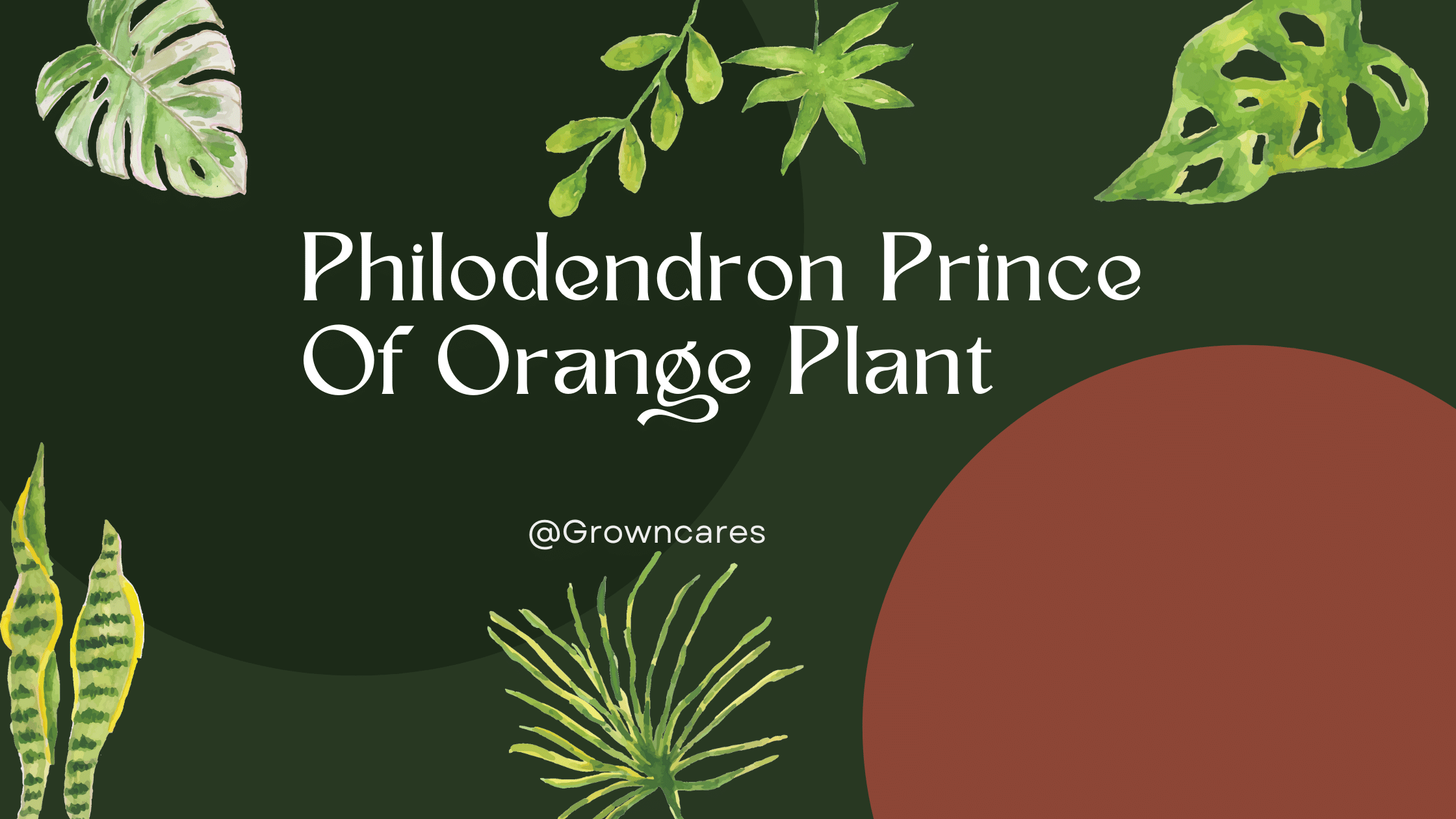 Prince of Orange Plant