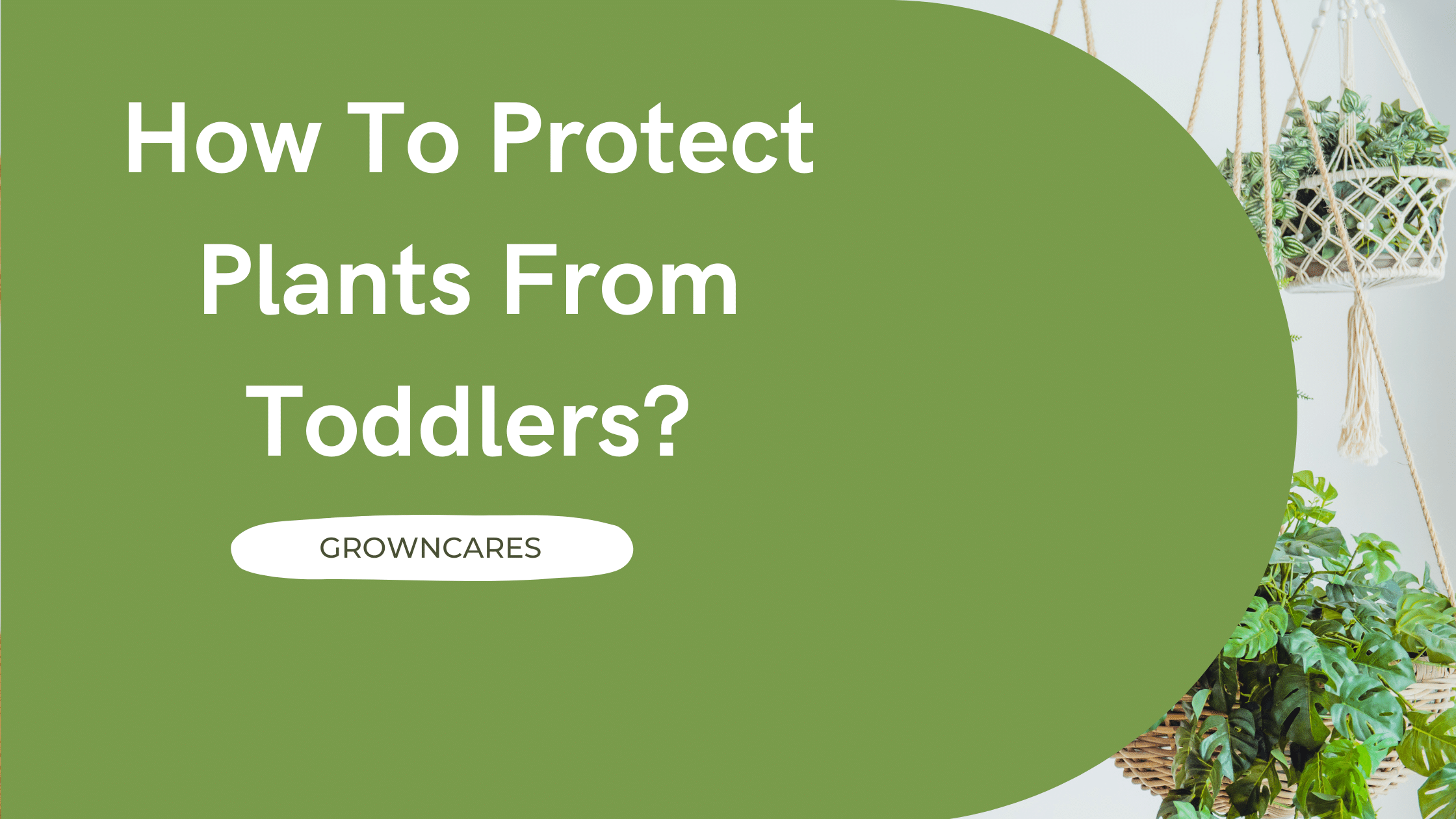How To Protect Plants From Toddlers?