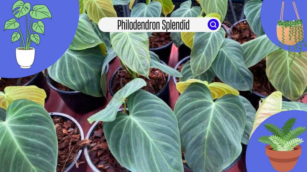Philodendron Splendid