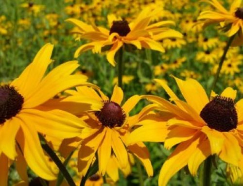 How to care for Black Eyed Susans? Everything You Need to Know
