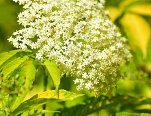 How To Care for Elderberry Bushes