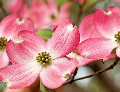 How To Care For Dogwood Trees