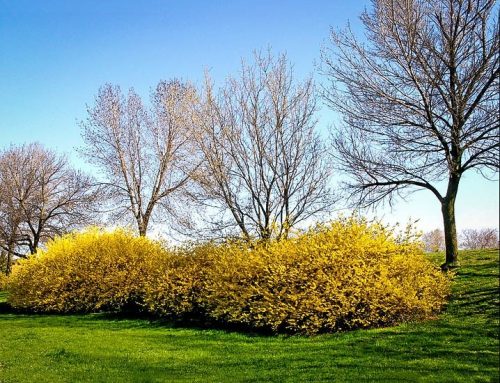 Easiest Ways to Care For Forsythia