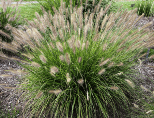 How to Care for Fountain Grass