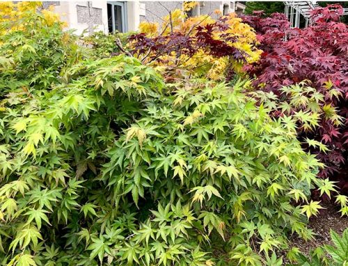 What is Japanese Maple and How To Care For The Japanese Maple?