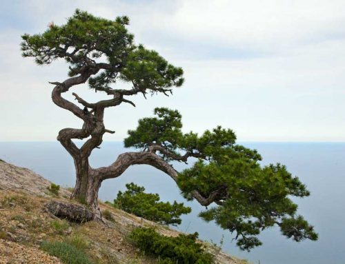 Juniper Tree Care: Everything You Need To Know