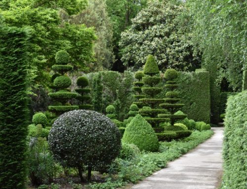 Top Magical Tips for Caring For Boxwood Shrubs