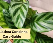 Calathea Concinna Care Guide