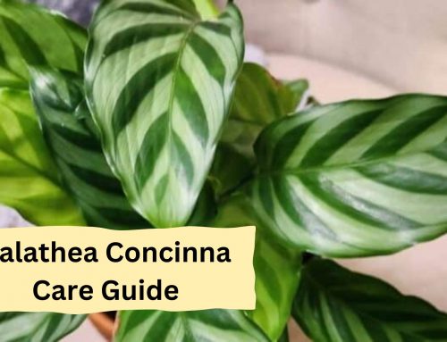 Calathea Concinna Complete Care Guide