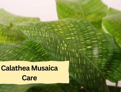 How To Grow And Care Calathea Musaica?