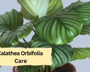 Calathea Orbifolia Care