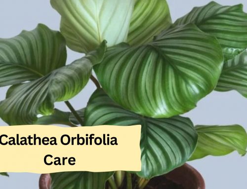 Calathea Orbifolia Care And Growing Guide