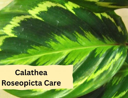 Calathea Roseopicta Care And Propagation Guide