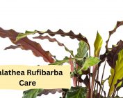 Calathea Rufibarba Care