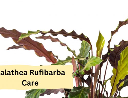 All About Calathea Rufibarba Care And Growing Guide