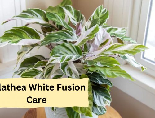 How To Grow And Care Calathea White Fusion?