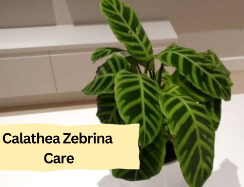 How To Grow And Care Calathea Zebrina? Simple Way