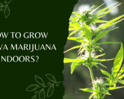 How To Grow Sativa Marijuana Indoors