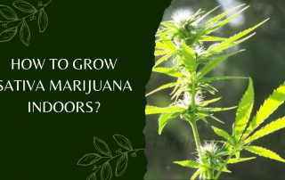How To Grow Sativa Marijuana Indoors