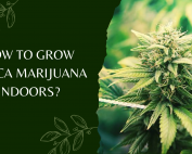 How To Grow indica Marijuana Indoors