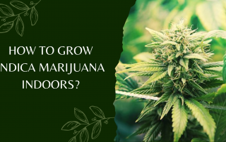 How To Grow indica Marijuana Indoors