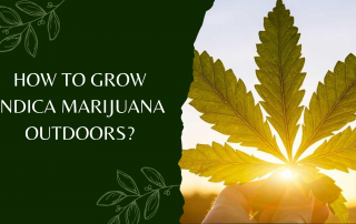 How To Grow indica Marijuana Outdoors