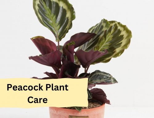 Peacock Plant Care And Growing Guide