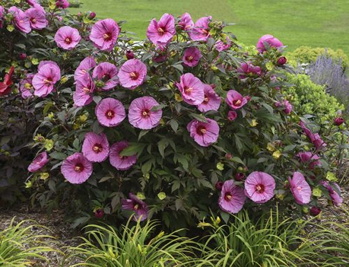 Let’s Learn About Hibiscus Garden Design