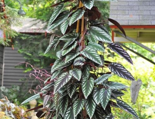 Cissus Discolor AKA Begonia Vine – A Stunning Tropical Plant