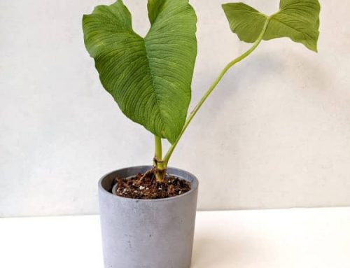 Philodendron Corrugatum – What To Know For Care